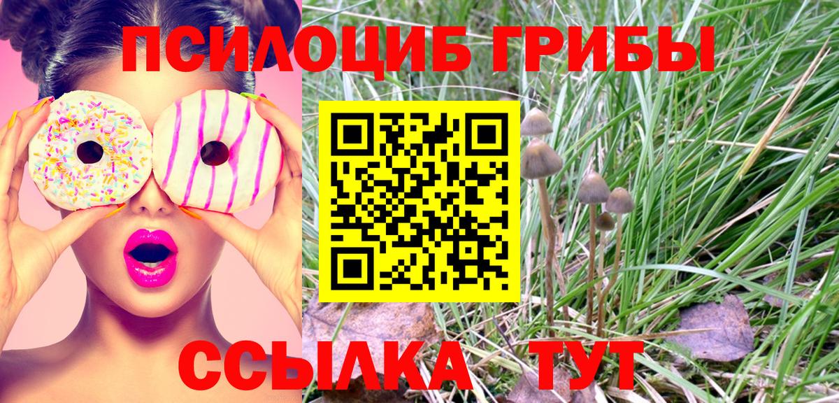 Галлюциногенные грибы Psilocybine cubensis  Псилоцибиновые грибы GOLDEN TEACHER  цена   Вход с VPN  Черногорск 